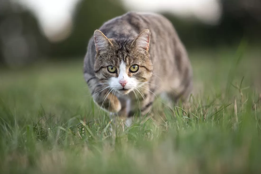 Katze_AdobeStock_239585343